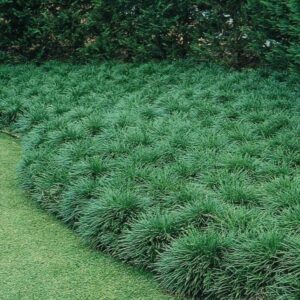 Ophiopogon Japonicus 4lt Common Name: Mondo Grass