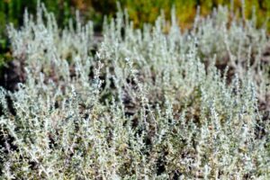 Plecostachys Serpyllifolia 4lt Plecostachys Serpyllifolia 4lt