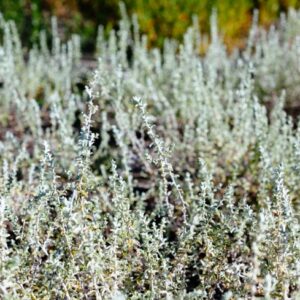 Plecostachys Serpyllifolia 4lt Plecostachys Serpyllifolia 4lt