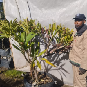 Plumeria Pink 125lt