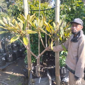 Plumeria Red 125lt Common Name: Frangipani Tree Plumeria Red 125lt Common Name: Frangipani Tree