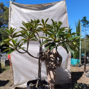 Plumeria Yellow 125lt Plumeria Yellow 125lt