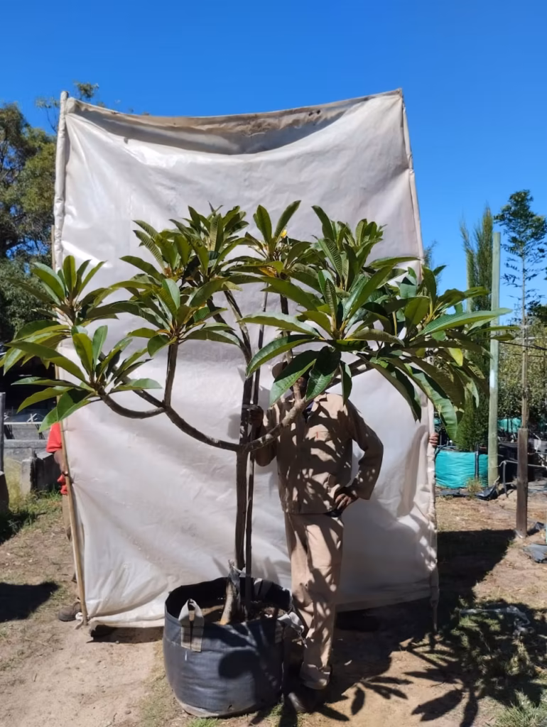 Plumeria Yellow 125lt