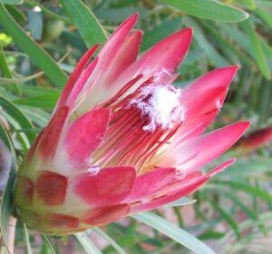 Protea Red Repens 15cm Pot
