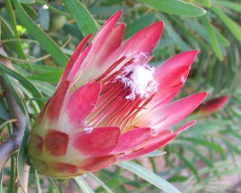 Protea Red Repens 15cm Pot