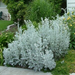 Senecio Cineraria 4lt Senecio Cineraria 4lt