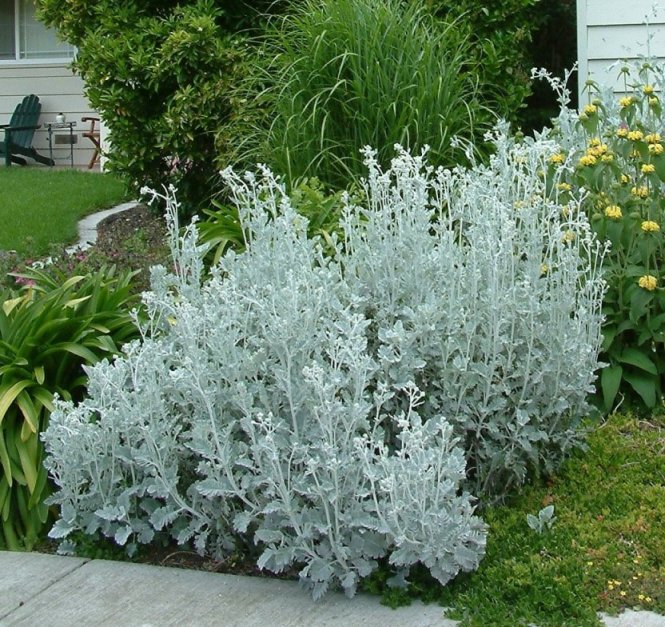 Senecio Cineraria 4lt