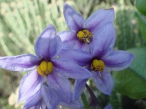Solanum Africanum 4lt Solanum Africanum 4lt