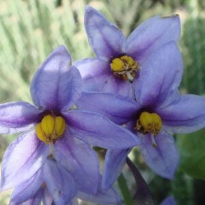 Solanum Africanum 4lt