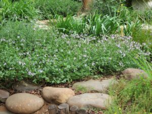 Stachys Aethiopica White 4lt