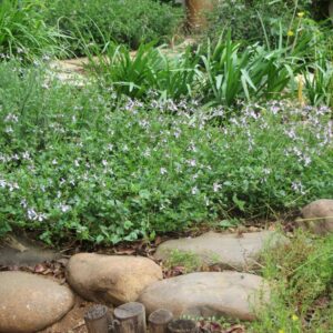 Stachys Aethiopica White 4lt Stachys Aethiopica White 4lt