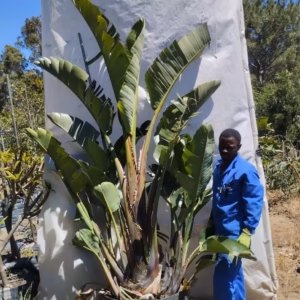 Strelitzia Nicolai 125lt Strelitzia Nicolai 125lt