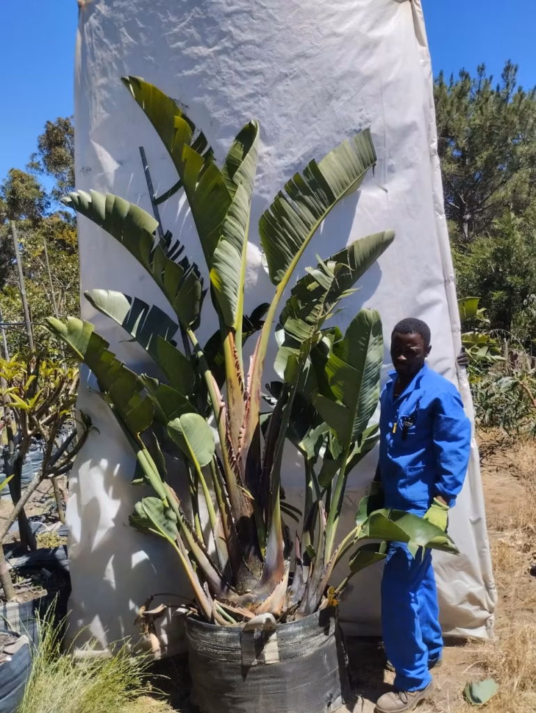 Strelitzia Nicolai 125lt