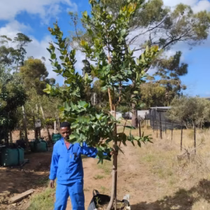 Syzygium Cordatum 125lt (Large)