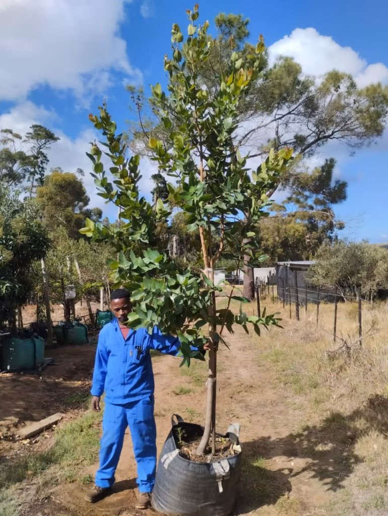 Syzygium Cordatum 125lt (Large)