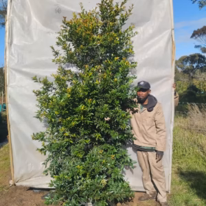 Syzygium Paniculatum 125lt (Eugenia) (Large)