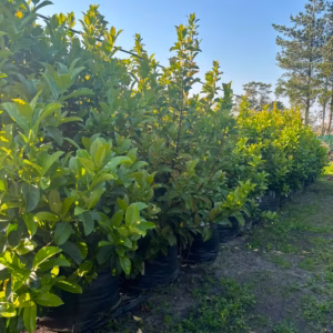 Viburnum Sinensis 125lt