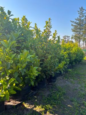 Viburnum Sinensis 125lt