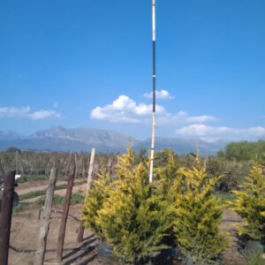 Cupressus Leylandii Gold 40lt