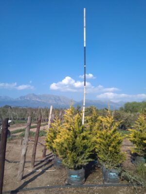 Cupressus Leylandii Gold 40lt