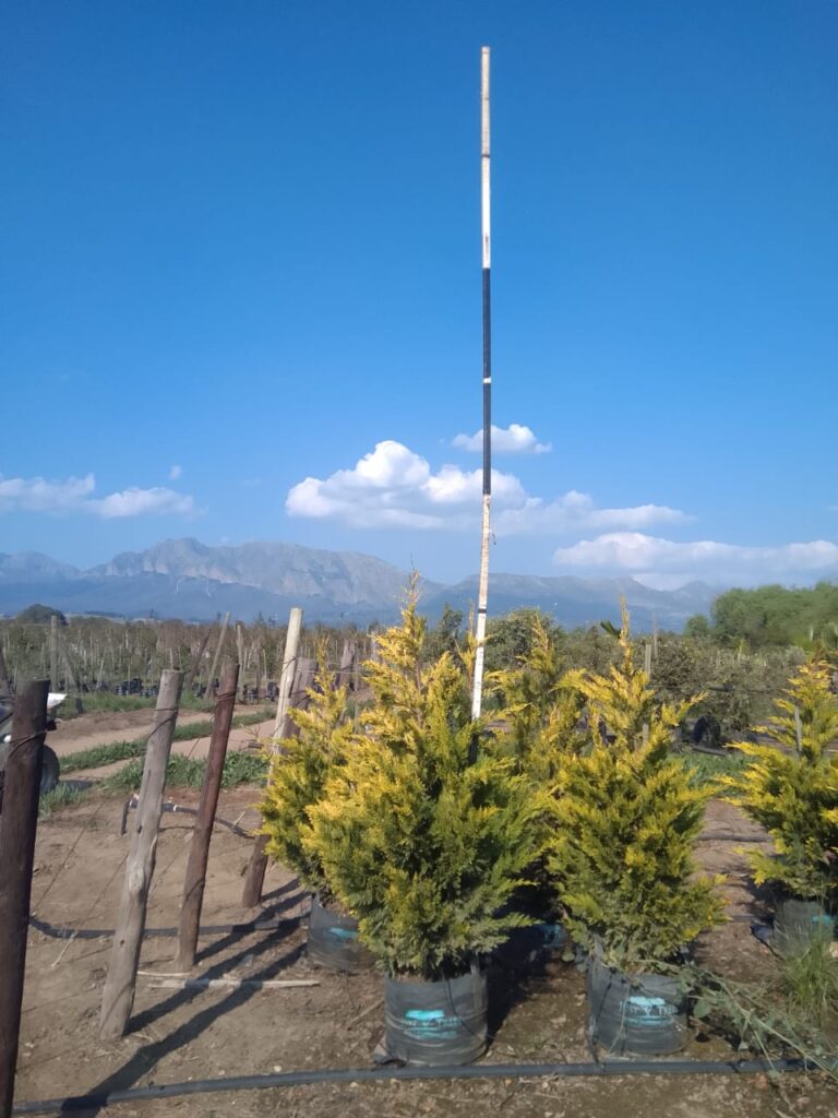 Cupressus Leylandii Gold 40lt