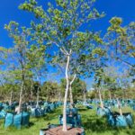 Celtis Africana 1000lt Tree (Large) Common Name: White Stinkwood