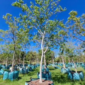 Celtis Africana 1000lt Tree (Large) Common Name: White Stinkwood