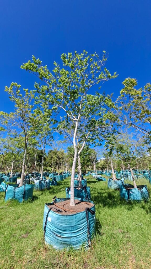 Celtis Africana 1000lt Tree (Large) Common Name: White Stinkwood