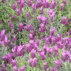 Lavender Stoechas Bella Rouge 15cm Pot