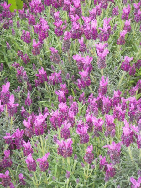 Lavender Stoechas Bella Rouge 15cm Pot