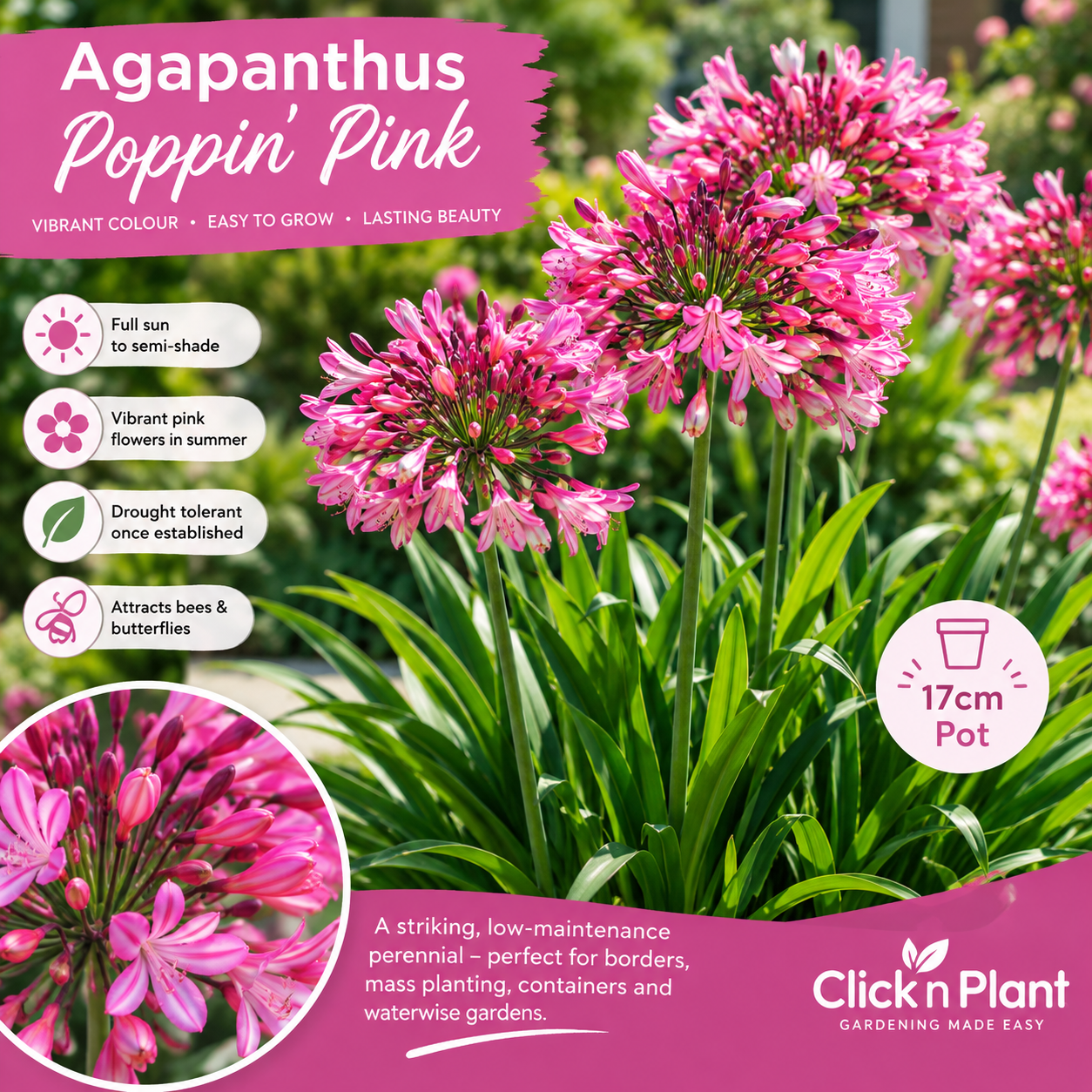 Agapanthus Poppin Pink Preorder on clicknplant.co.za