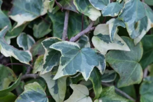 Hedera Ivy Variegated 4lt Common Name: Variegated Common Ivy, English Ivy