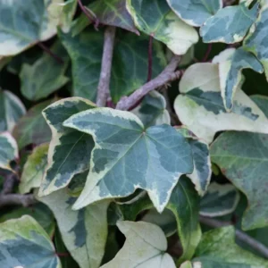 Hedera Ivy Variegated 4lt Common Name: Variegated Common Ivy, English Ivy Hedera Ivy Variegated 4lt Common Name: Variegated Common Ivy, English Ivy