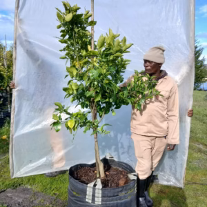 Grapefruit Marsh 125lt