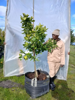 Grapefruit Marsh 125lt