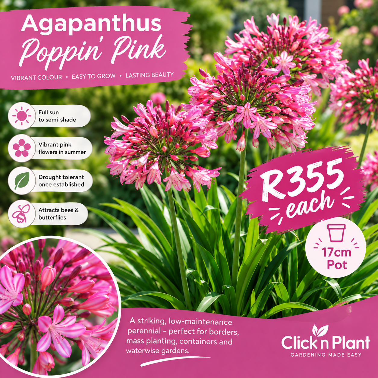 https://www.clicknplant.co.za/product/agapanthus-poppin-pink-17cm-pot/ Agapanthus Poppin Pink
